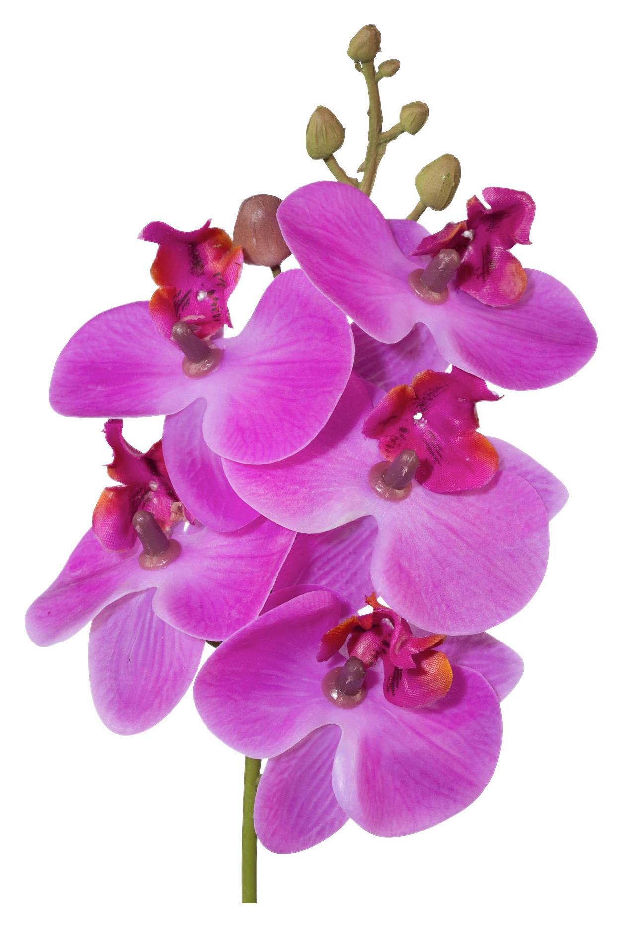 Plantă artificială PHALAENOPSIS II -PAZ- - roz aprins/verde, Konventionell, plastic (27cm) - Modern Living