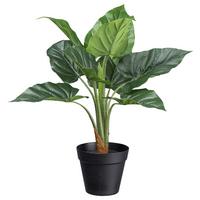 Műnövény Anthurium - fekete/zöld, Basics, műanyag (45cm) - Modern Living