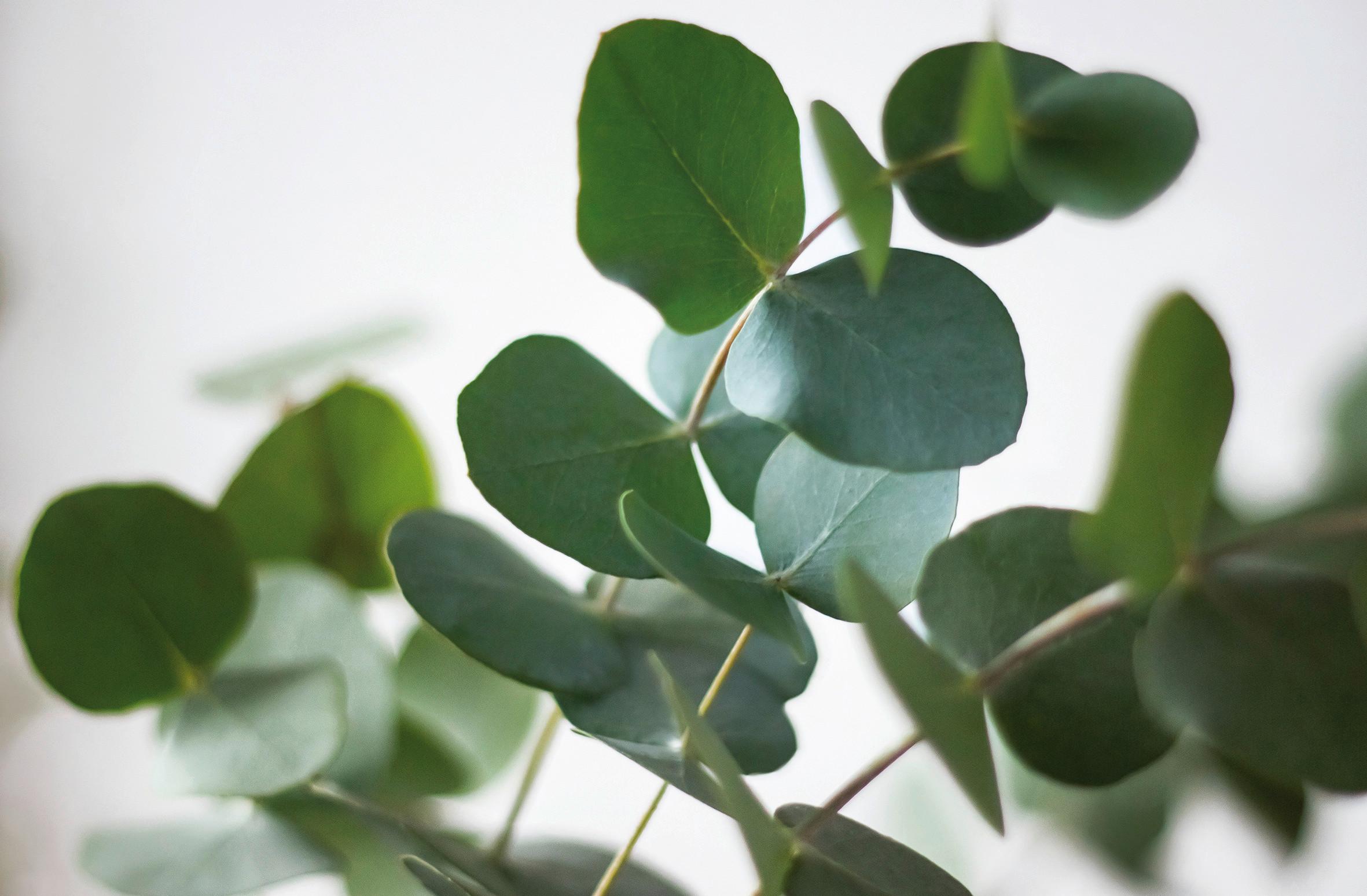 Keilrahmenbild Harald verschiedene Motive - Multicolor, Basics, Holz (116/76/1,8cm) - Modern Living