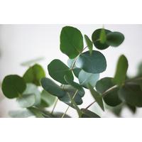 Keilrahmenbild Harald verschiedene Motive - Multicolor, Basics, Holz (116/76/1,8cm) - Modern Living