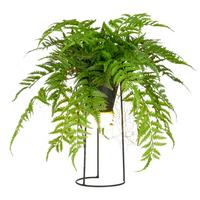 Kunstpflanze Farnmix Grün ca. 60cm - Schwarz/Grün, Basics, Kunststoff/Metall (60cm) - P & B