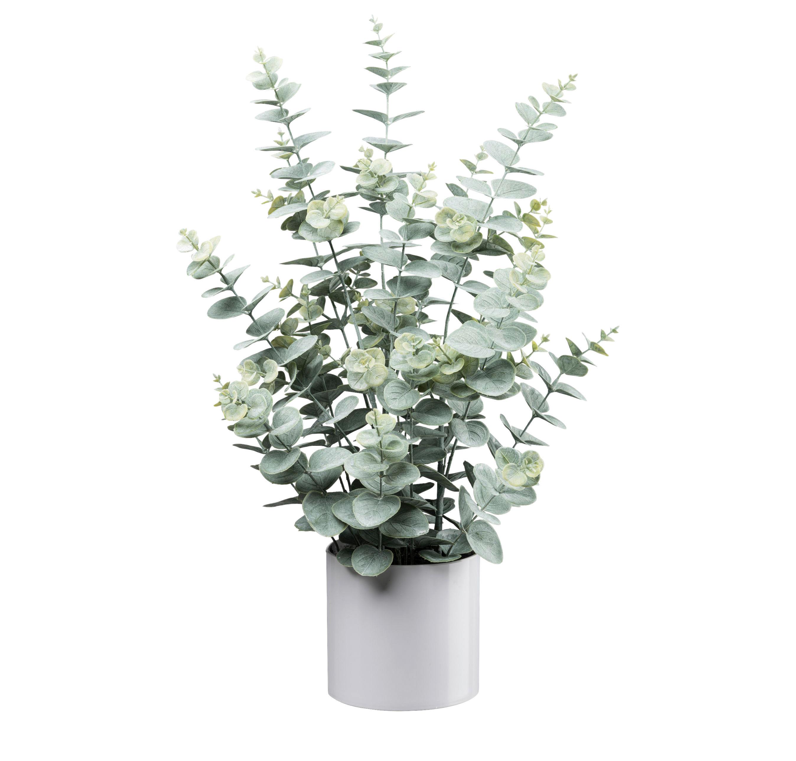 Kunstpflanze Eukalyptus I Grau/Grün - Weiß/Grau, LIFESTYLE, Kunststoff (66cm) - Mömax