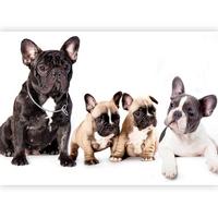 Fototapete Fench Dogs Schwarz/weiß - Schwarz/Weiß, LIFESTYLE, Textil (450/315cm) - artgeist