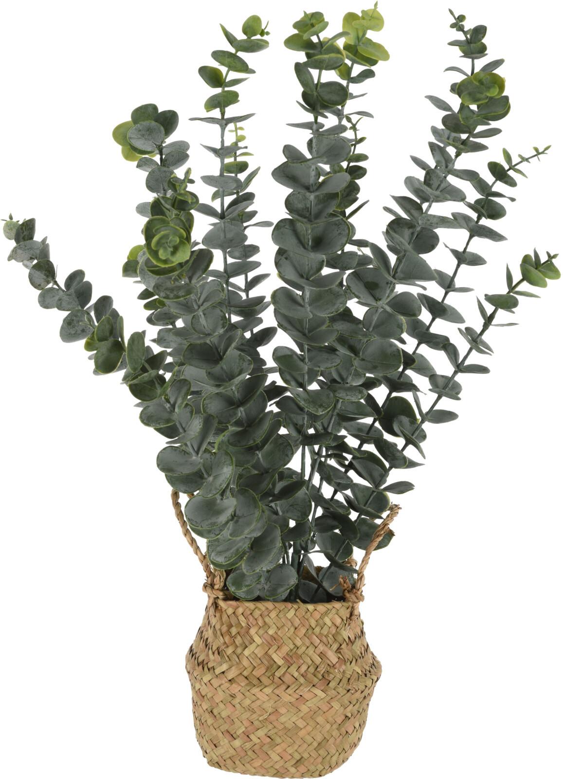 Plantă decorativă Eucalyptus - Basics (50cm)