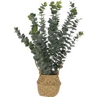 Plantă decorativă Eucalyptus - Basics (50cm)