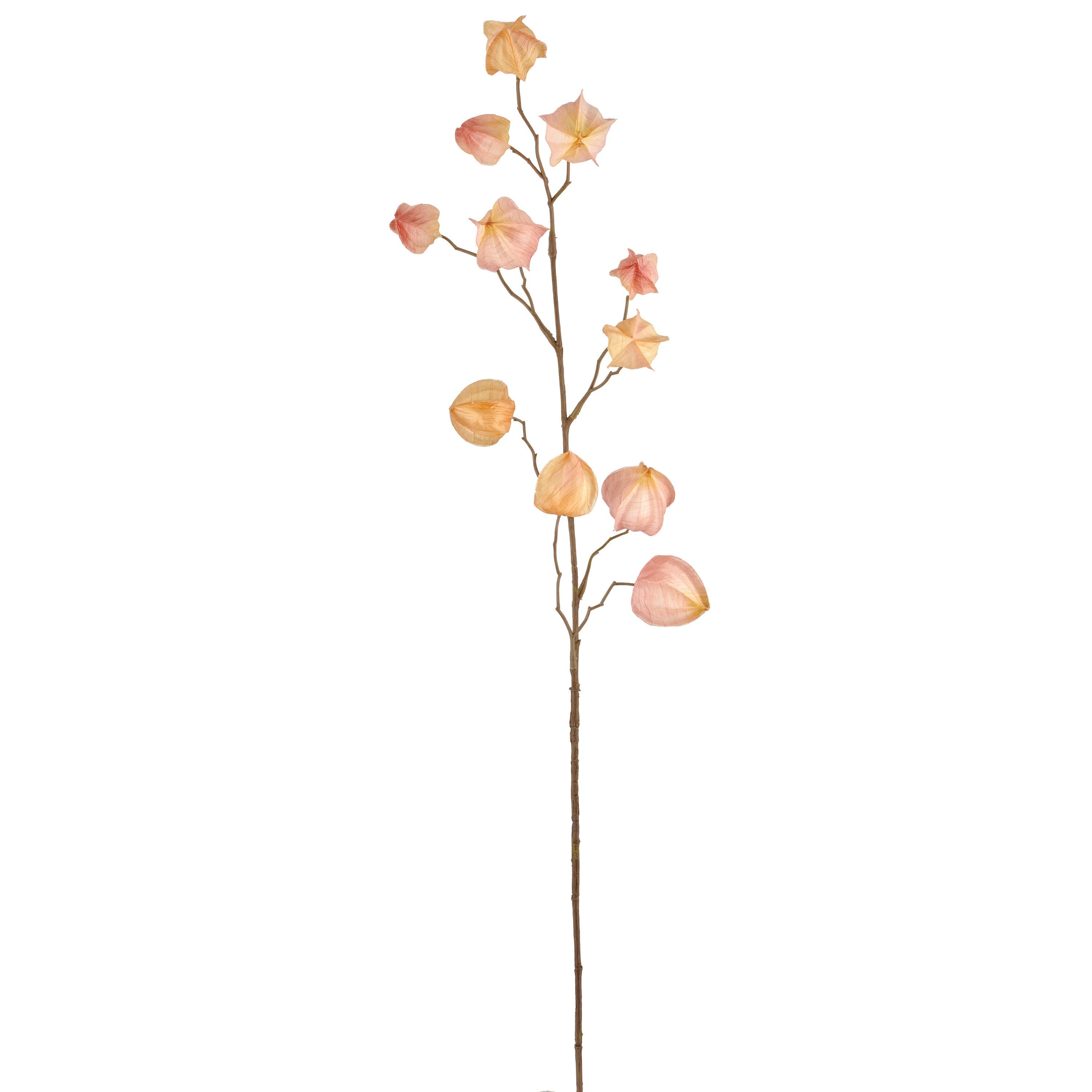 Kunstpflanze Physalis I Aprikose - Aprikose/Braun, Basics, Kunststoff (80cm) - Mömax