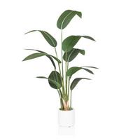 Umetna Rastlina Strelitzia - bela/zelena, Moderno, umetna masa (22/150/31cm) - MID.YOU