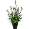 Umjetna Biljka Lavendel I - zelena/ljubičasta, Basics, plastika (48cm) - Modern Living