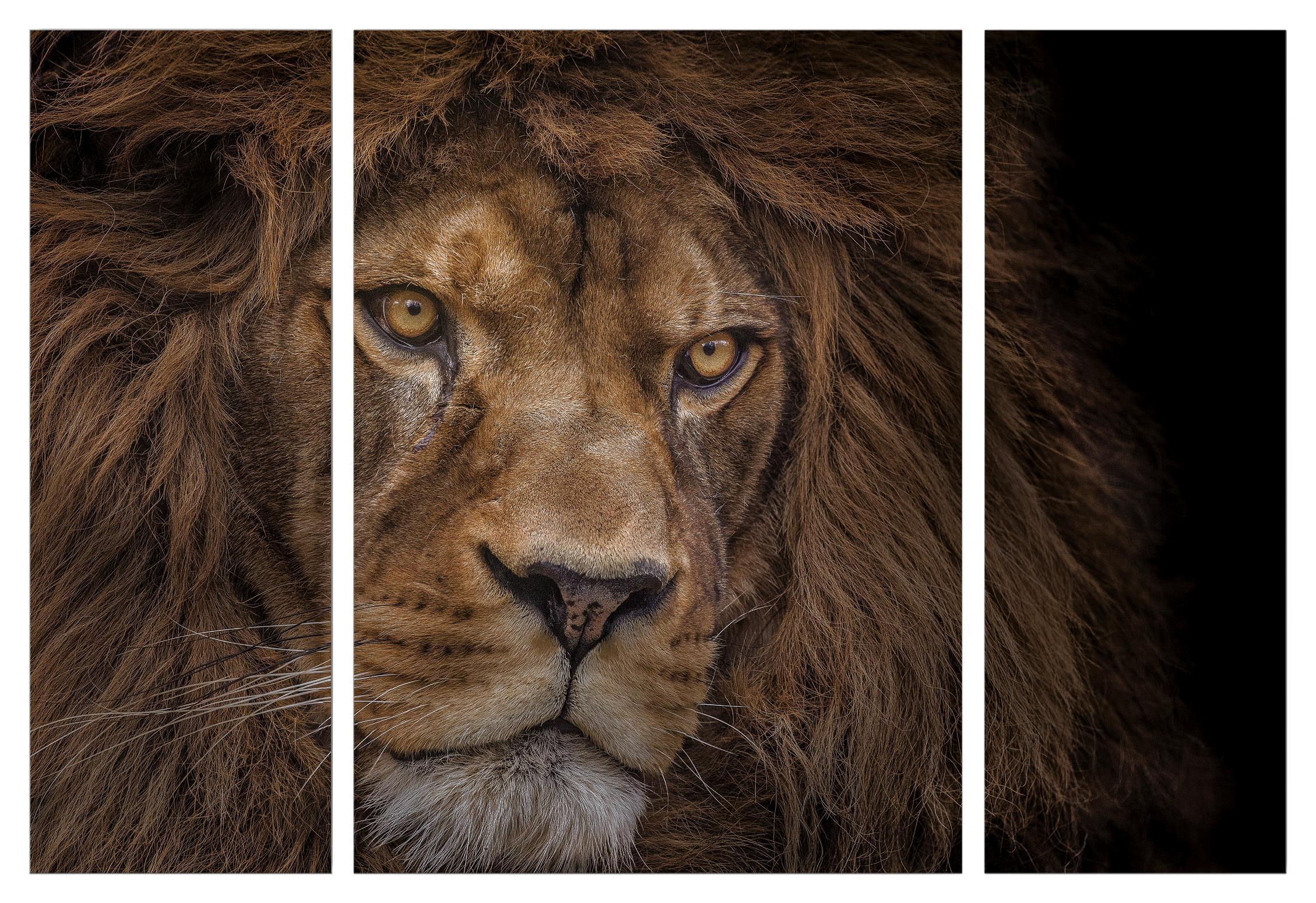 Keilrahmenbild Marius Schwarz/Braun - Hellbraun/Dunkelbraun, Holzwerkstoff/Textil (116/80/1.8cm)