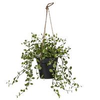 Umetna Rastlina String Of Nickels - zelena, Basics, kovina/umetna masa (31cm) - Mömax