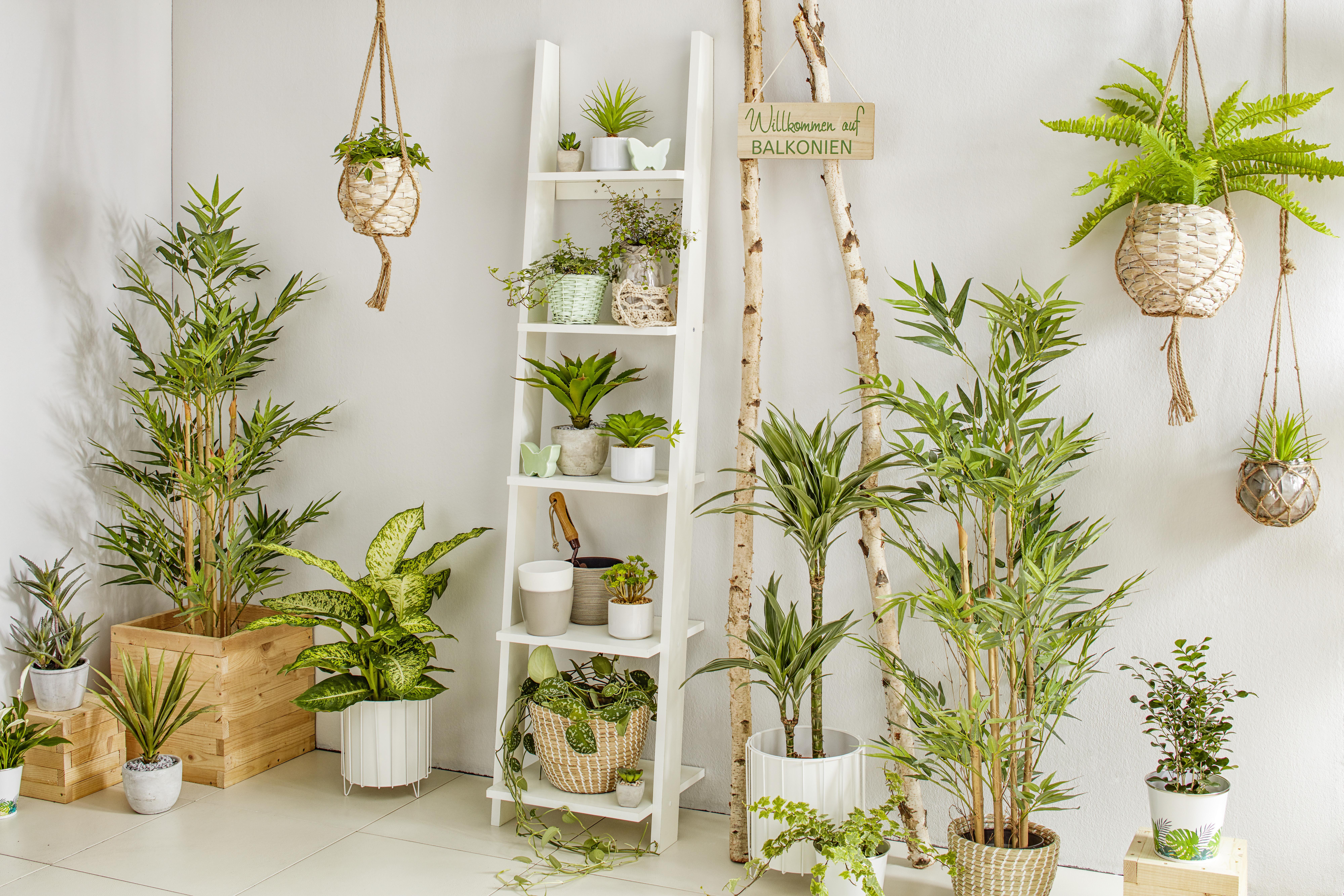 Műnövény Edényben Sukkulenten - zöld, műanyag (18cm) - Modern Living