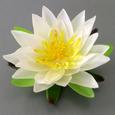 Dekoráció Lotosblüte - Krém, Műanyag (15cm) - Mömax modern living Dekoráció Lotosblüte - Krém, Műanyag (15cm) - Mömax modern living