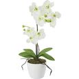 Umetna Rastlina Orchidee - lila/roza, kovina/umetna masa (11cm) - Mömax modern living Umetna Rastlina Orchidee - lila/roza, kovina/umetna masa (11cm) - Mömax modern living