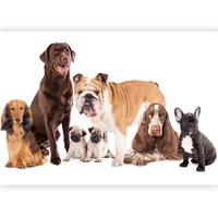 Fototapete Animal Portrait- Dogs Braun/Weiß ca. 450x315cm - Braun/Weiß, Basics, Textil (450/315cm) - artgeist