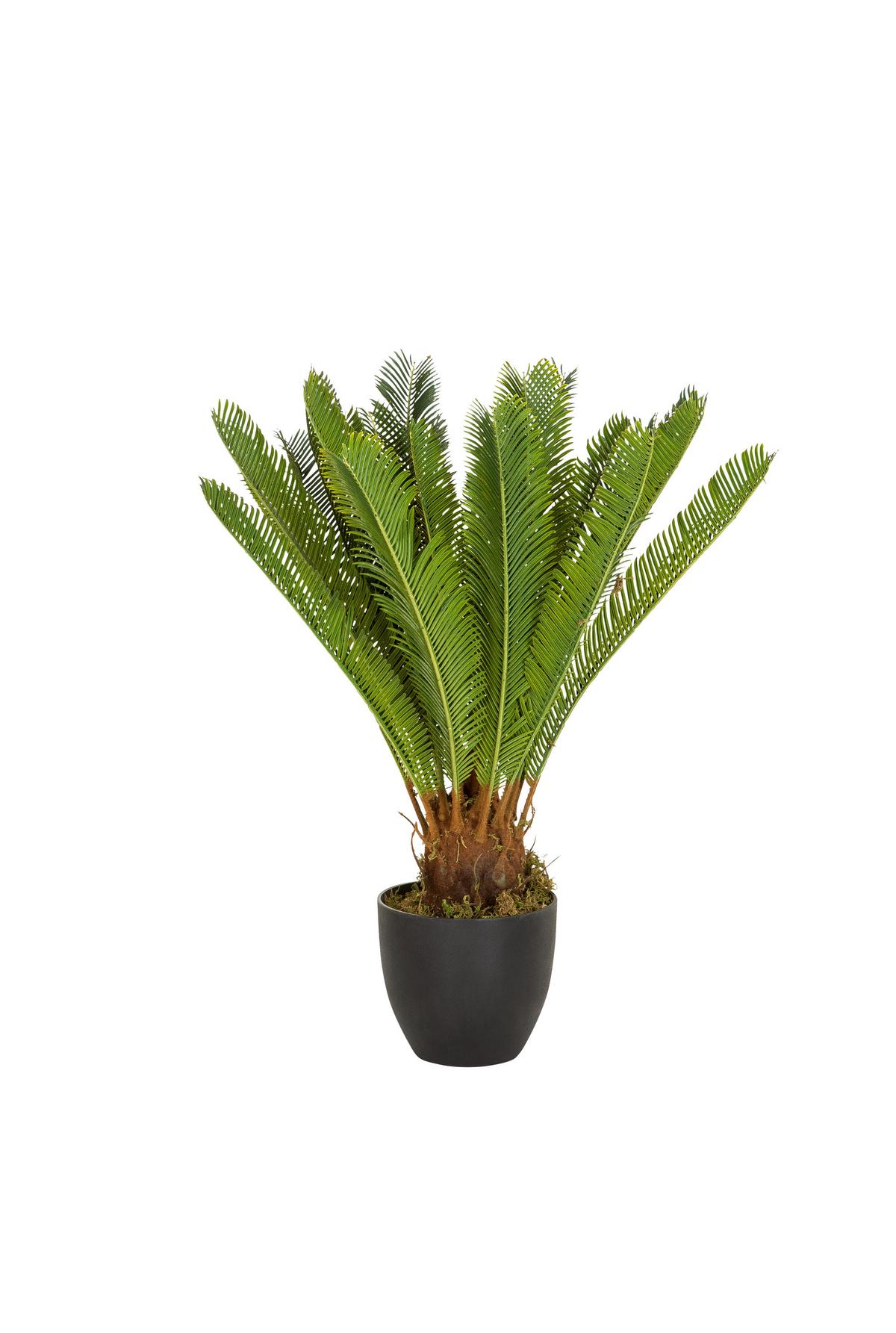 Umetna Rastlina Cycas - črna/zelena, Basics, umetna masa/tekstil (70/70/70cm) - MID.YOU