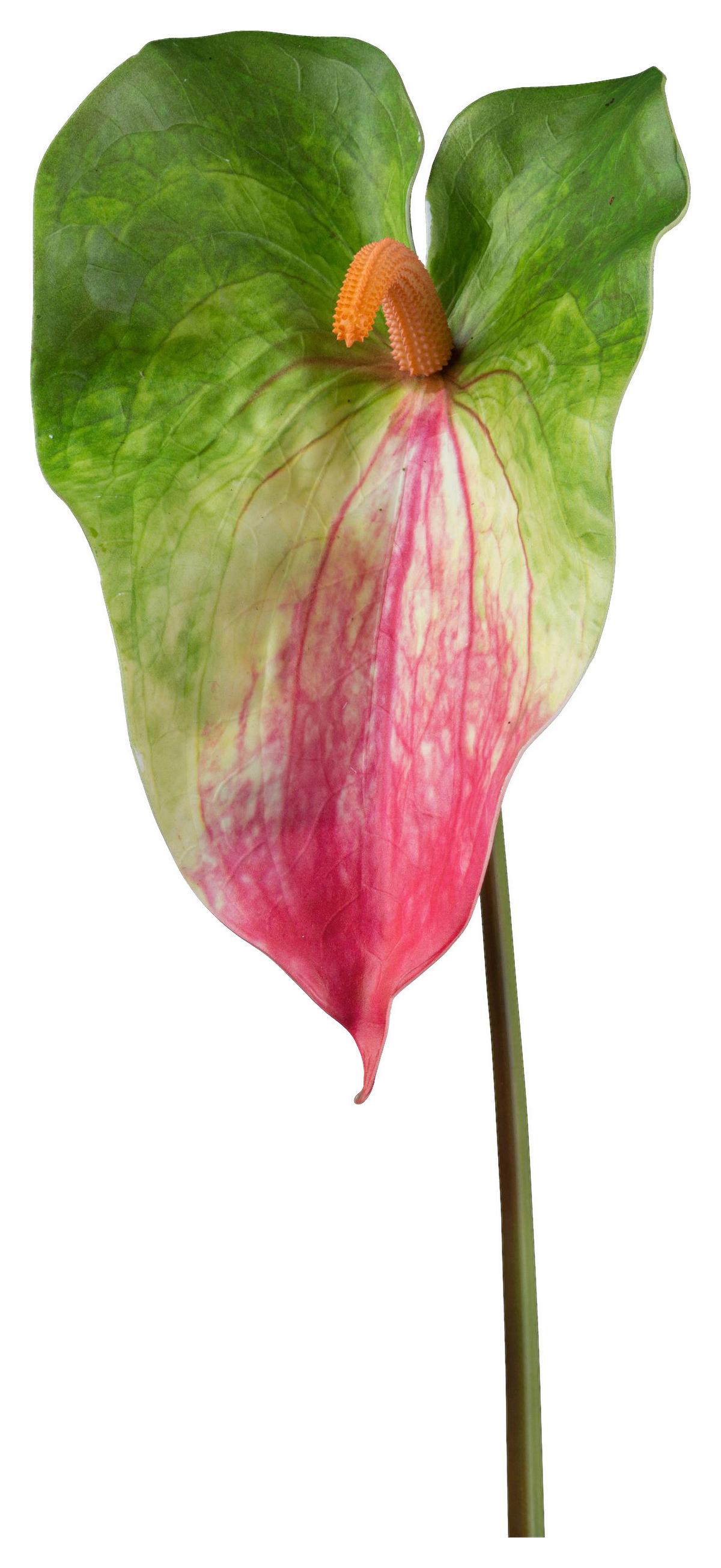 Kunstpflanze Anthurie I in Grün/Rosa - Rosa/Grün, Konventionell, Kunststoff (70cm) - Modern Living