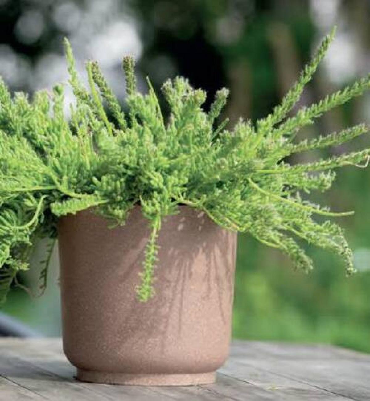 Kaspó Átm./ma.: Kb. 15/14,9cm Ecocare - barna, Lifestyle, műanyag/fa (15/14,9cm) - ecoTree