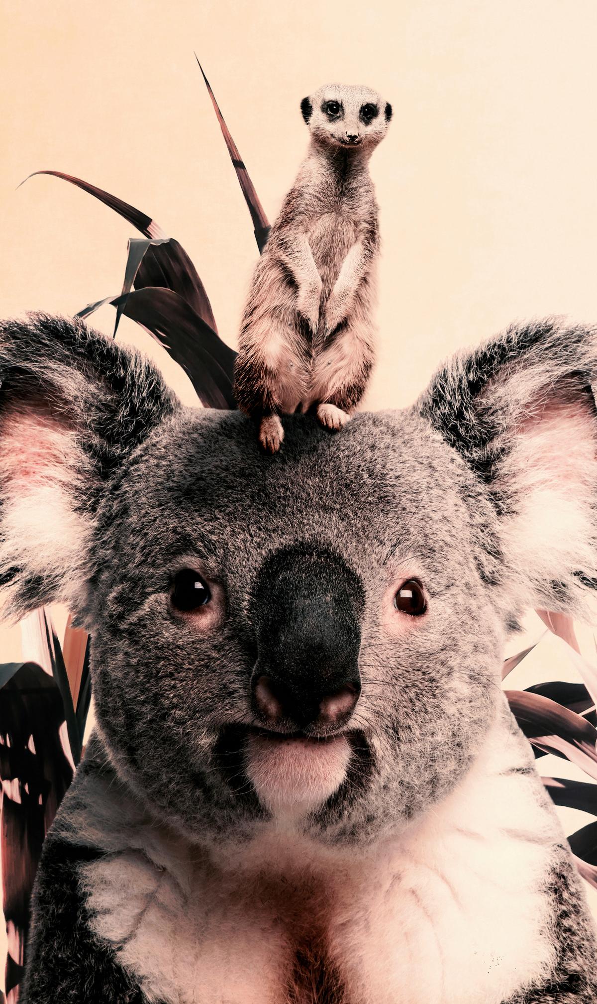 BILD POSTERJUNKIE-21-70X118-DBW-MKO - Multicolor, Basics, Kunststoff/Metall (70/118/10cm)