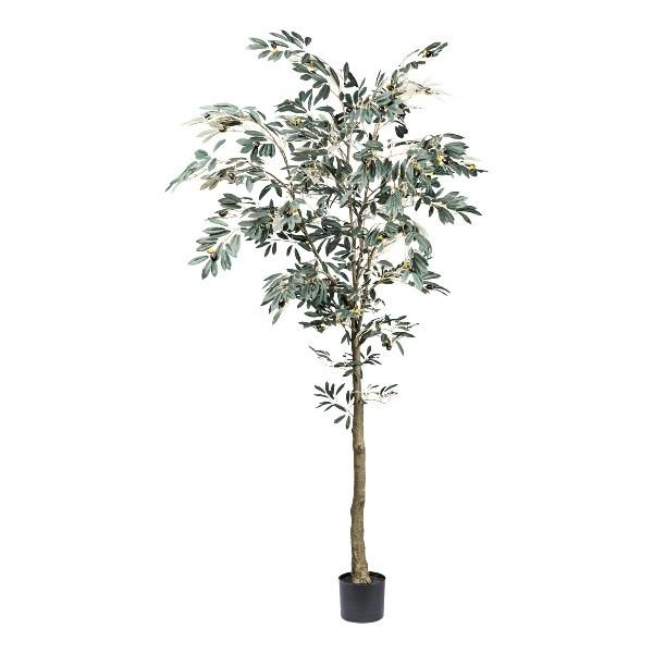 Okrasno Drevo Oljka - Konvencionalno (14,5/210cm) - Mömax