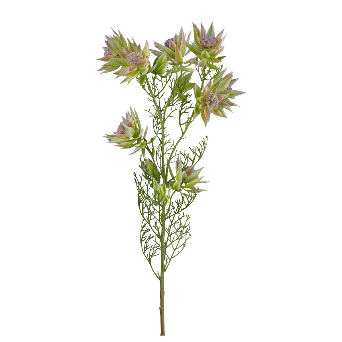 Plantă artificială PROTEAZWEIG I -PAZ- - verde, Konventionell, plastic (78cm) - Modern Living