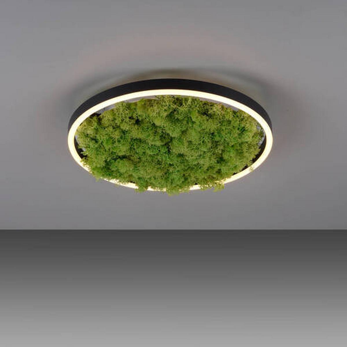 LAMPA SUFITOWA LED 15391-66 GREEN RITUS - kolor naturalny, Natur, tworzywo sztuczne/materiały naturalne (39,3/39,3/5,3cm)