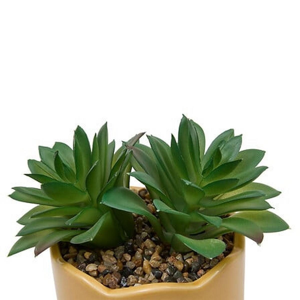 Plantă decorativă Cheri 14,5 cm - Basics (14,5cm)