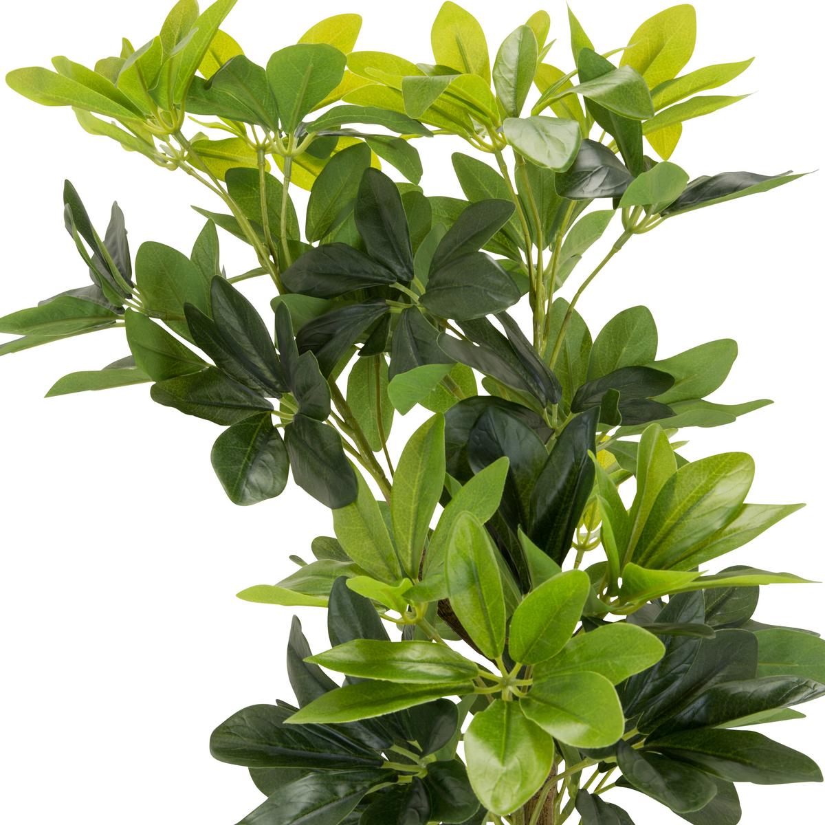 Umetna Rastlina Schefflera - črna/zelena, Basics, umetna masa/tekstil (38/100/30cm) - MID.YOU
