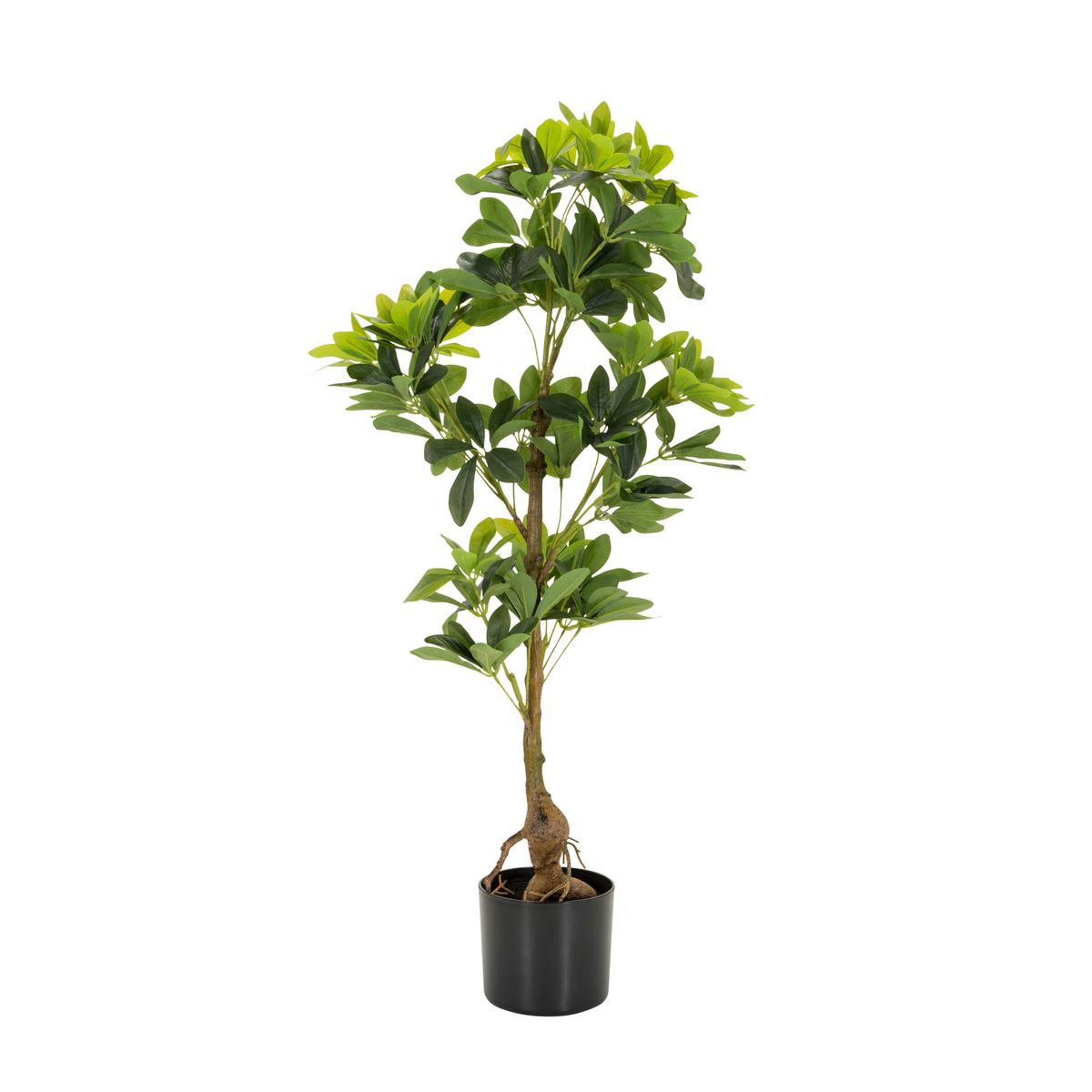 Umetna Rastlina Schefflera - črna/zelena, Basics, umetna masa/tekstil (38/100/30cm) - MID.YOU