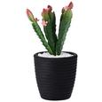 Umetna Rastlina Kaktus - črna/zelena, umetna masa (10/24,5cm) - Mömax modern living Umetna Rastlina Kaktus - črna/zelena, umetna masa (10/24,5cm) - Mömax modern living