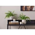 Ghiveci Decorativ Mood - bej, ceramică (6,5/6,5cm) - Modern Living Ghiveci Decorativ Mood - bej, ceramică (6,5/6,5cm) - Modern Living
