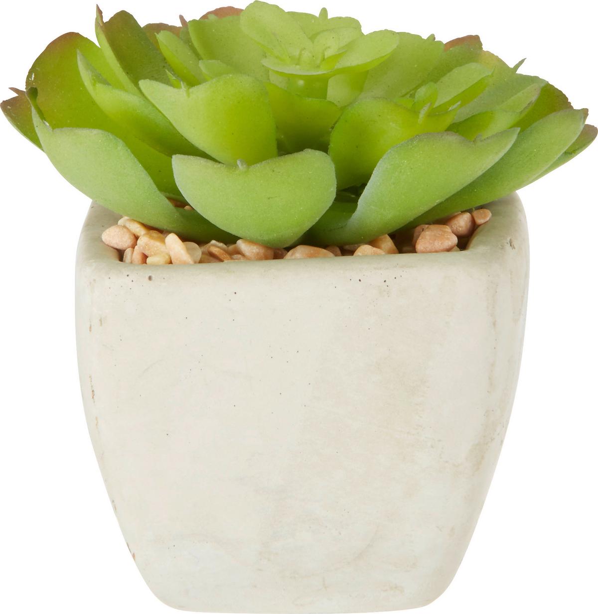 Műnövény Sukkulente - zöld, Lifestyle, műanyag (7-9cm) - Modern Living