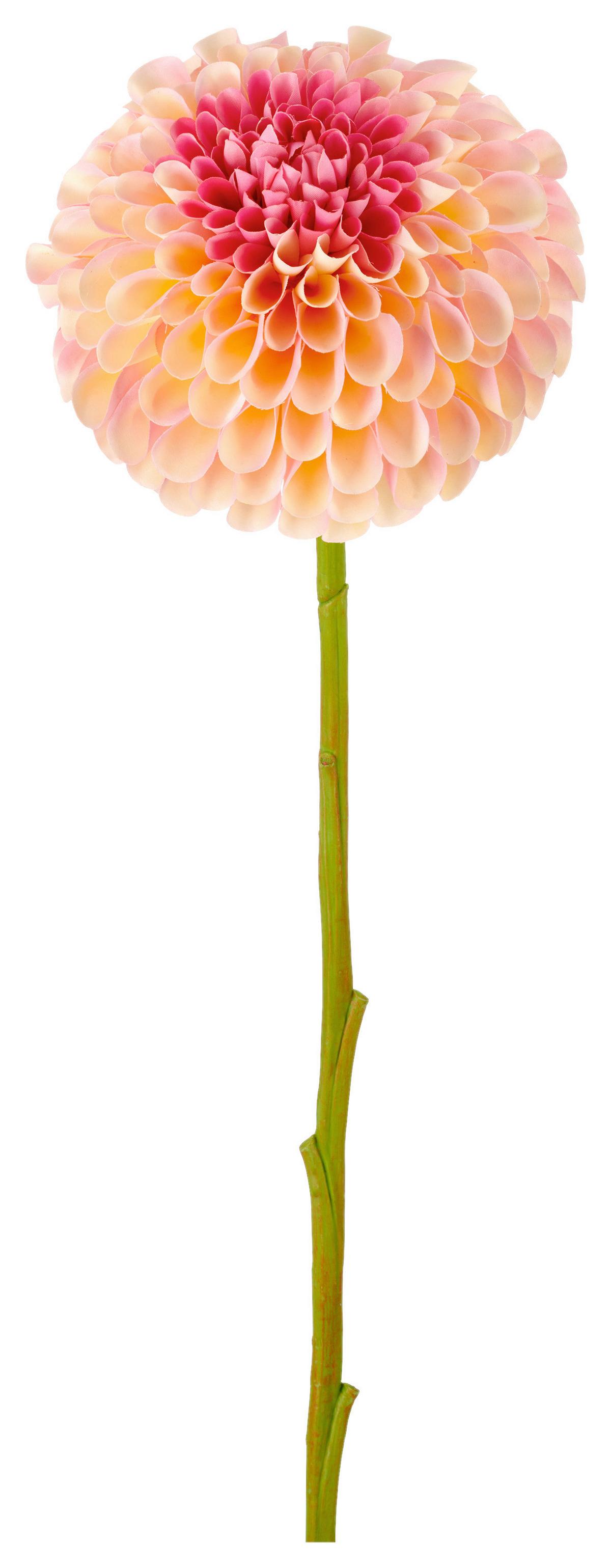 Dahlie I Aprikose ca. 73cm - Aprikose/Grün, Basics, Kunststoff/Textil (73cm) - Mömax