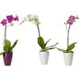 Orchidee Phalenopsis Ohe Übertopf - Multicolor, Weitere Naturmaterialien (58-65cm) - MÖMAX modern living