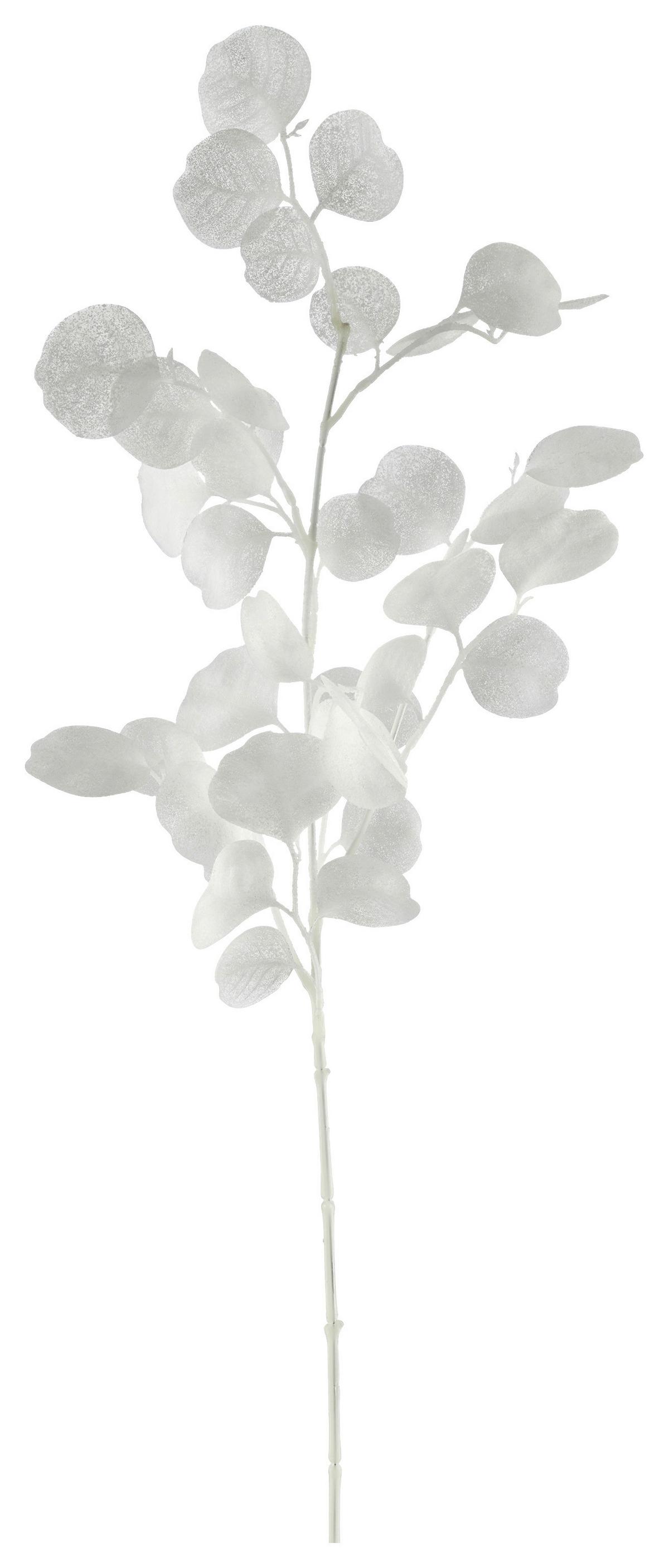 Umetna Rastlina Eukalyptuszweig I - bela, Basics, umetna masa (77cm) - Mömax