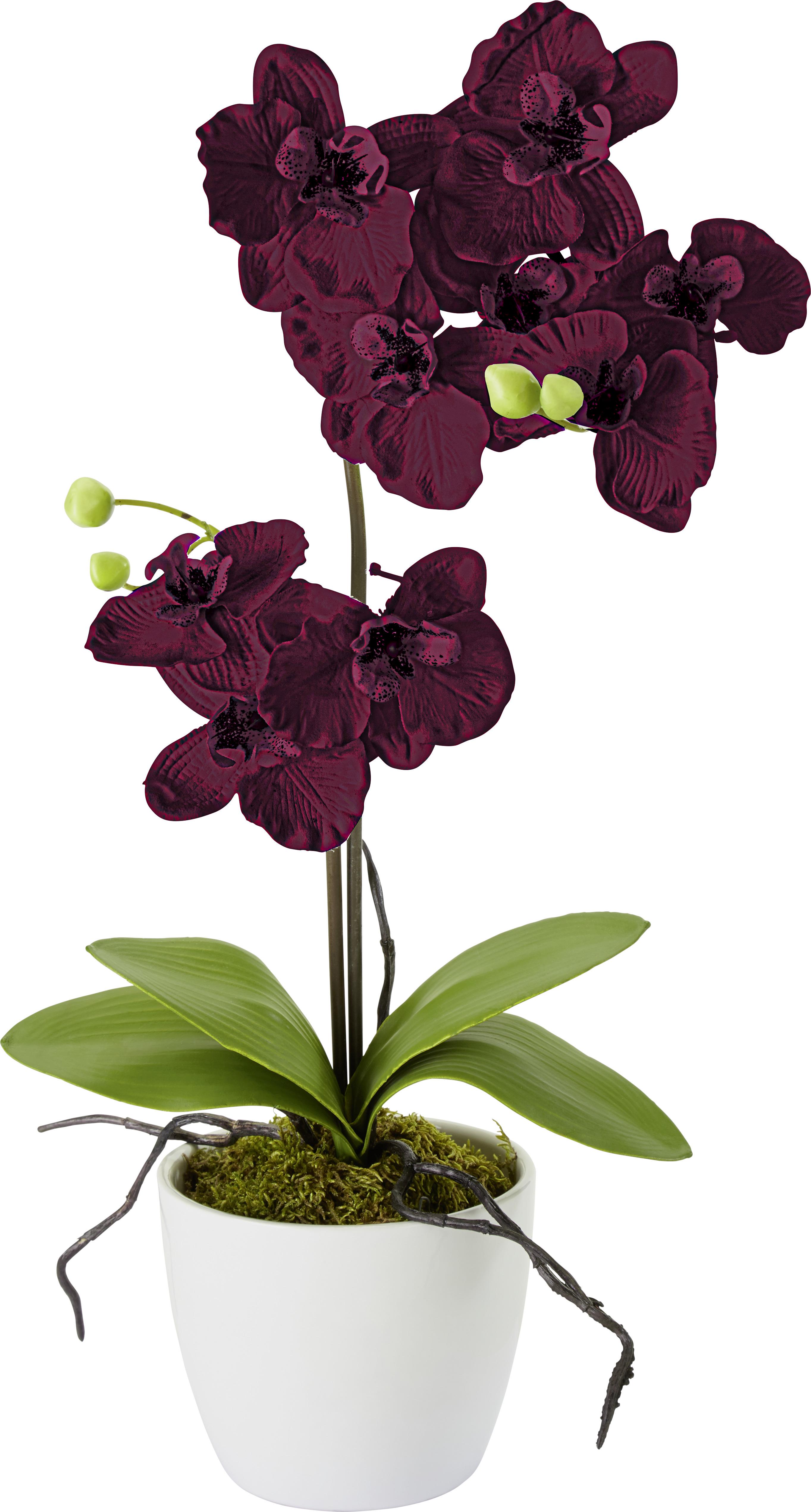 Umetna Rastlina Phalänopsis Ii - lila/pink, kovina/umetna masa (11/60cm) - Modern Living