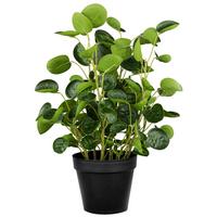 Műnövény Kaspóban Pilea - fekete/zöld, Modern, műanyag (11/43cm) - Modern Living