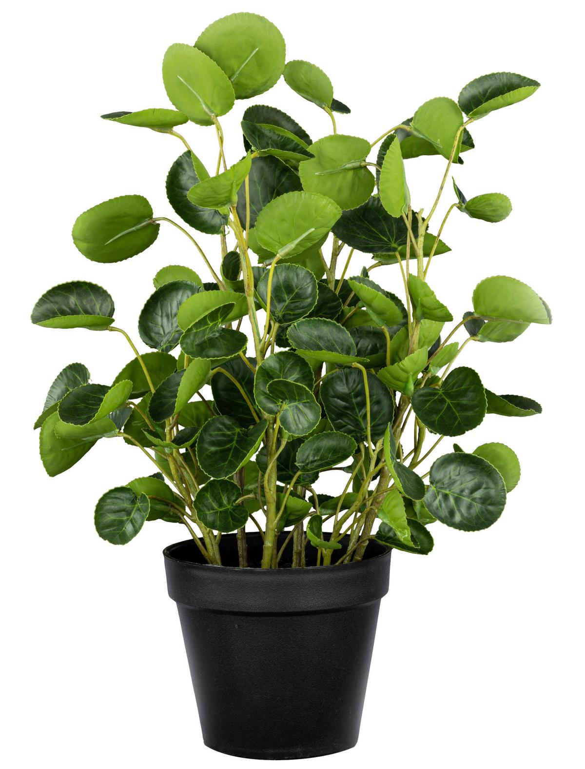 Műnövény Kaspóban Pilea - fekete/zöld, Modern, műanyag (11/43cm) - Modern Living