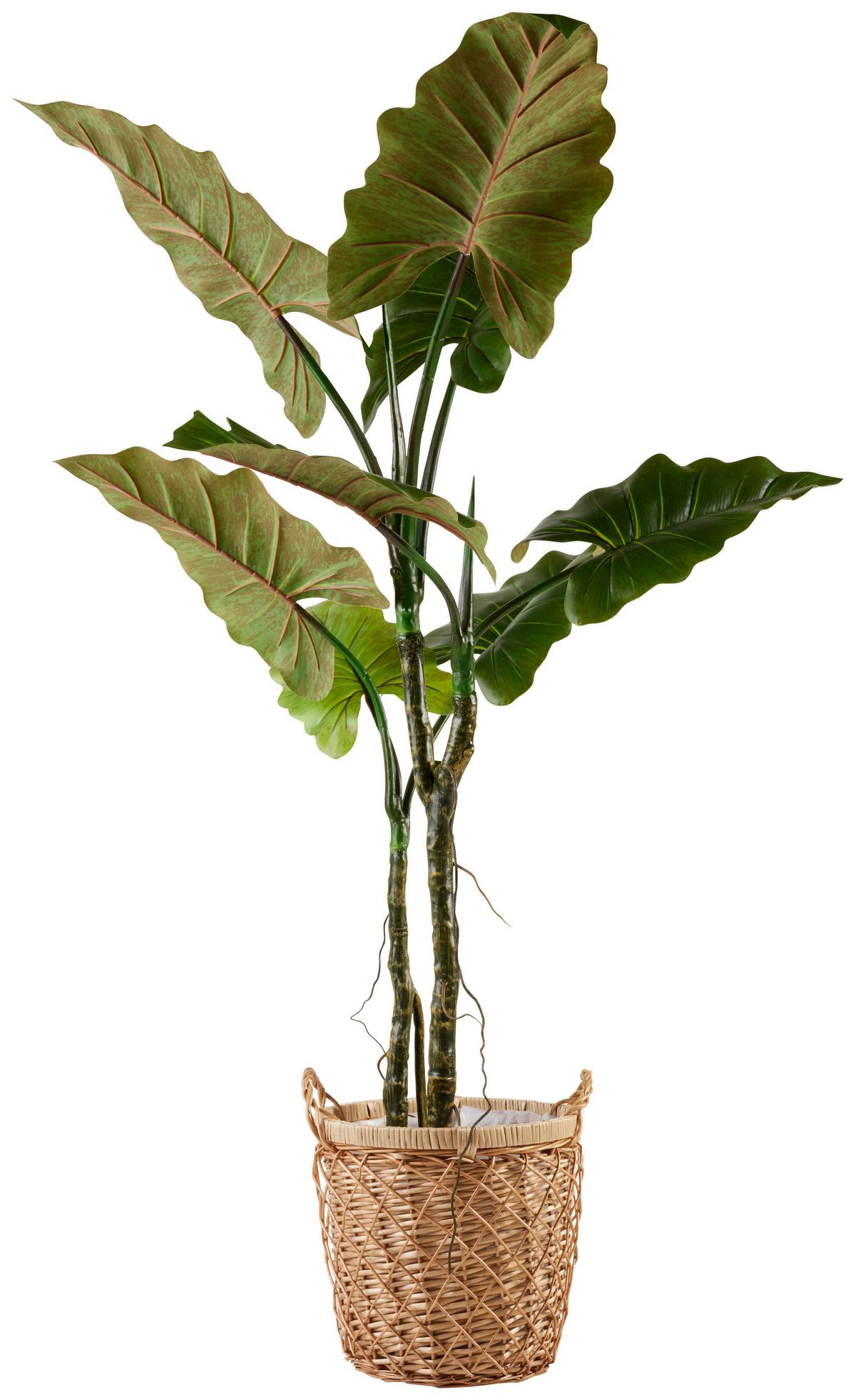 Kosár Warema - natúr színű/áttetsző, Natur, műanyag/természetes anyagok (30/30/30cm) - Modern Living