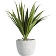 Kunstpflanze Agave in Grün - Grün, KONVENTIONELL, Kunststoff (38 cmcm) - Mömax modern living Kunstpflanze Agave in Grün - Grün, KONVENTIONELL, Kunststoff (38 cmcm) - Mömax modern living