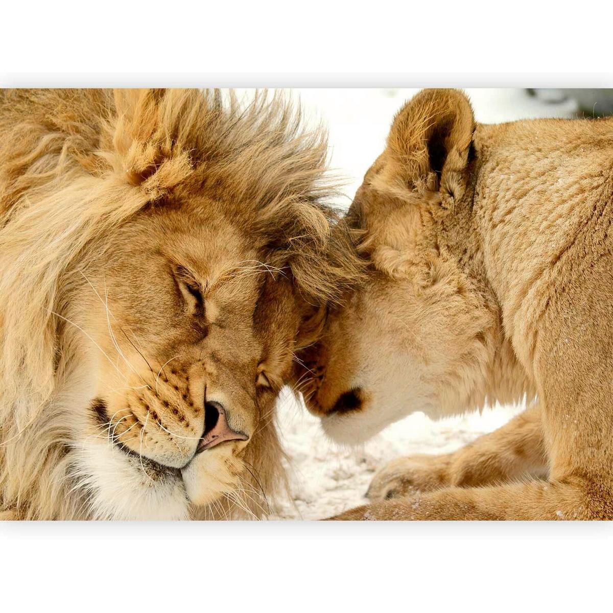 Fototapeta Lion Tenderness, 300x210cm - bela/barve medu, Trendi, tekstil (300/210cm) - artgeist