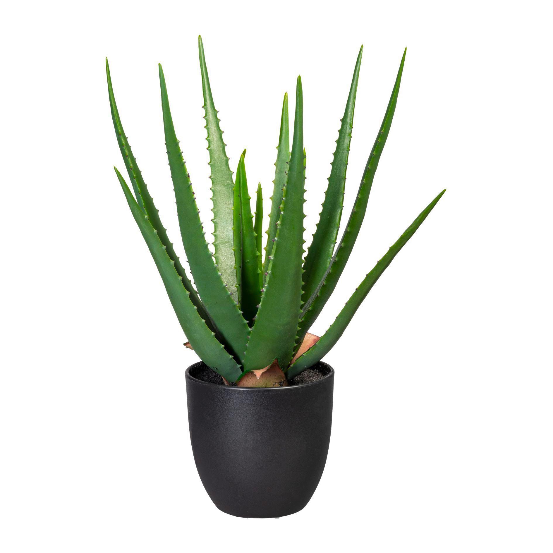 Kunstpflanze 3321103LO-50 Aloe Vera - Schwarz/Grün, Trend, Kunststoff (47cm) - P & B