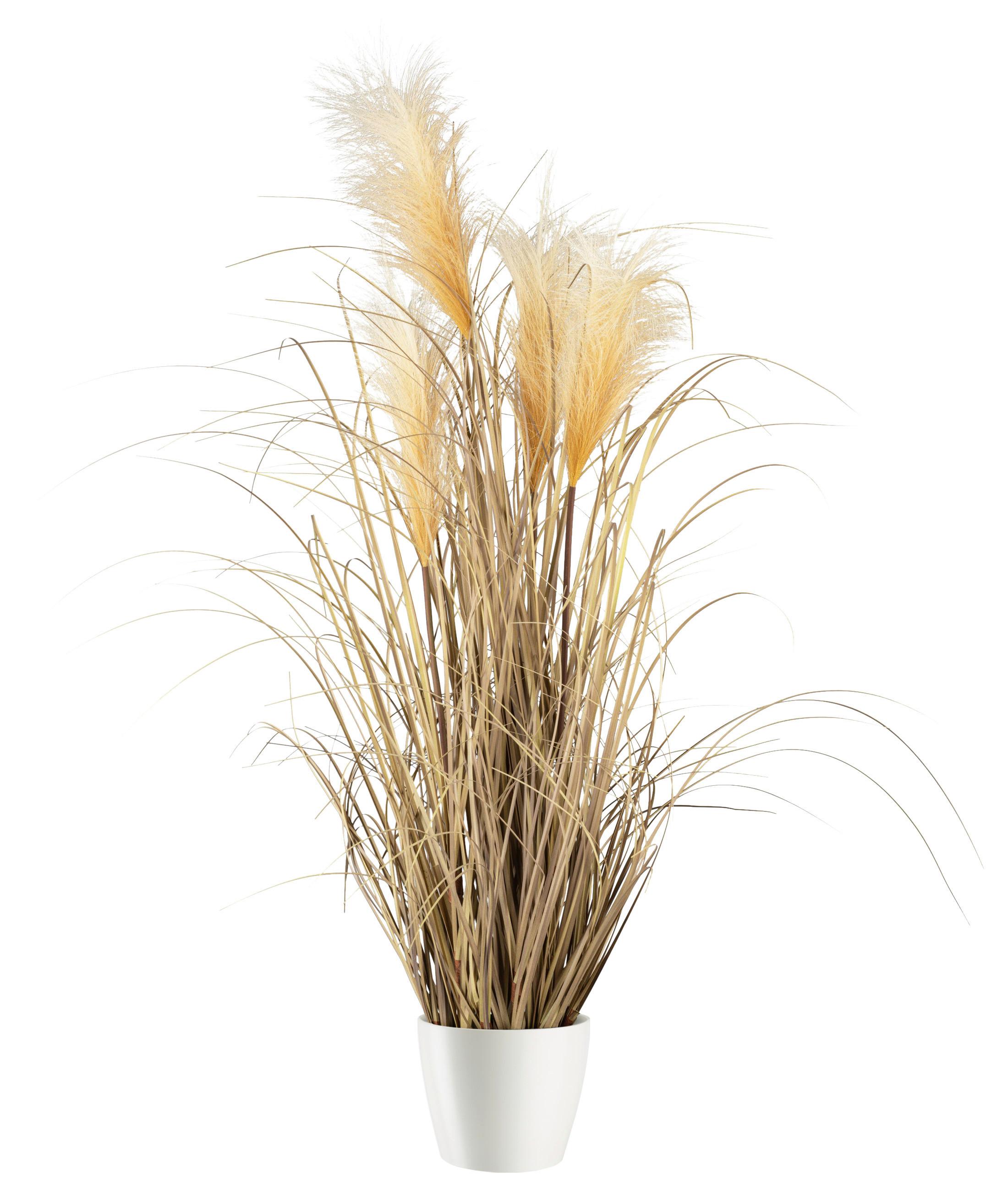 Umetna Rastlina Pampasgras Ii - naravne barve, Moderno, umetna masa (92cm) - Modern Living