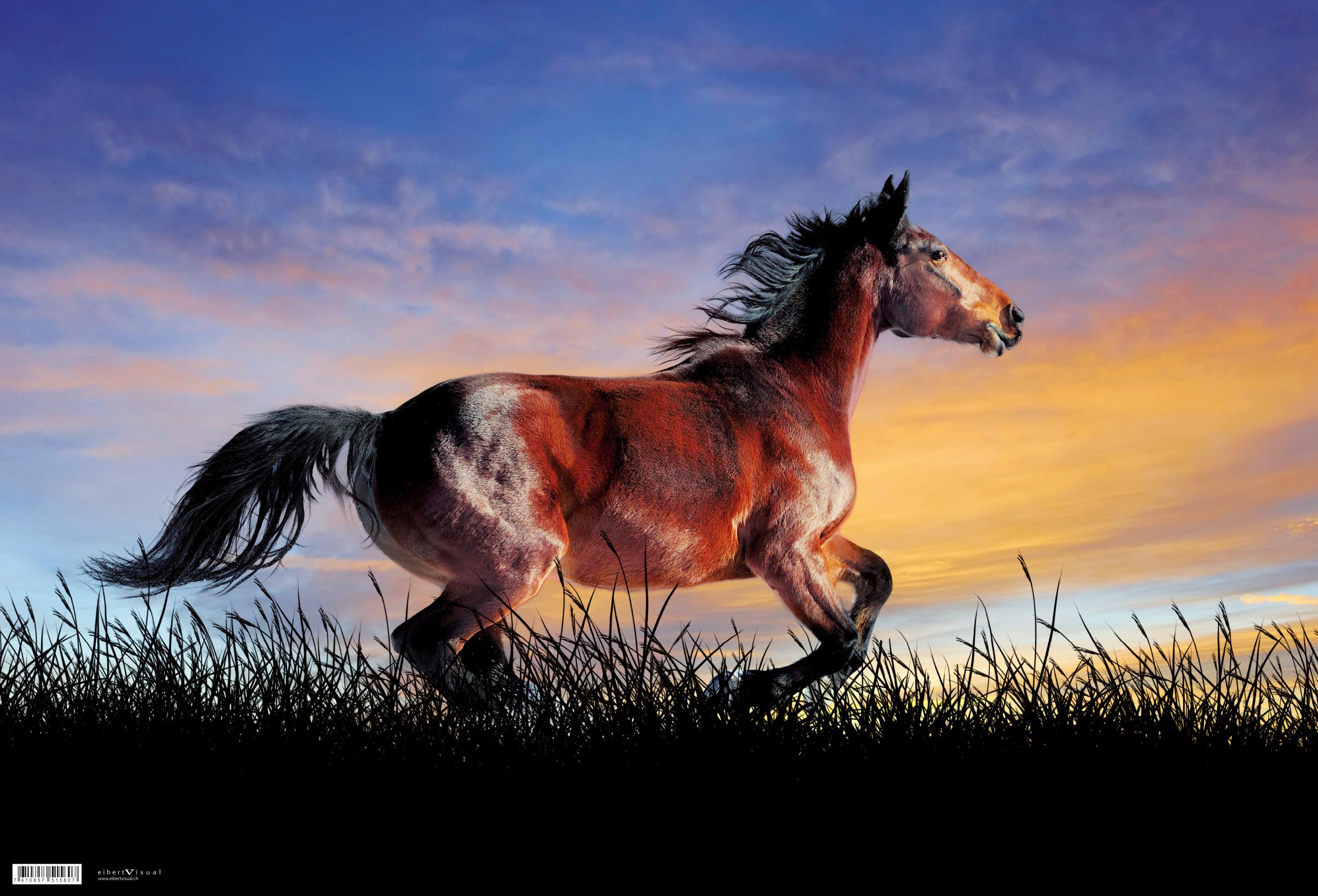 Schreibunterlage Pferd ca. 60x40cm - Kunststoff (60/40cm)