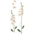 Dekosticker Orchidee Weiß - Multicolor, Kunststoff (50/70cm) - Mömax modern living Dekosticker Orchidee Weiß - Multicolor, Kunststoff (50/70cm) - Mömax modern living