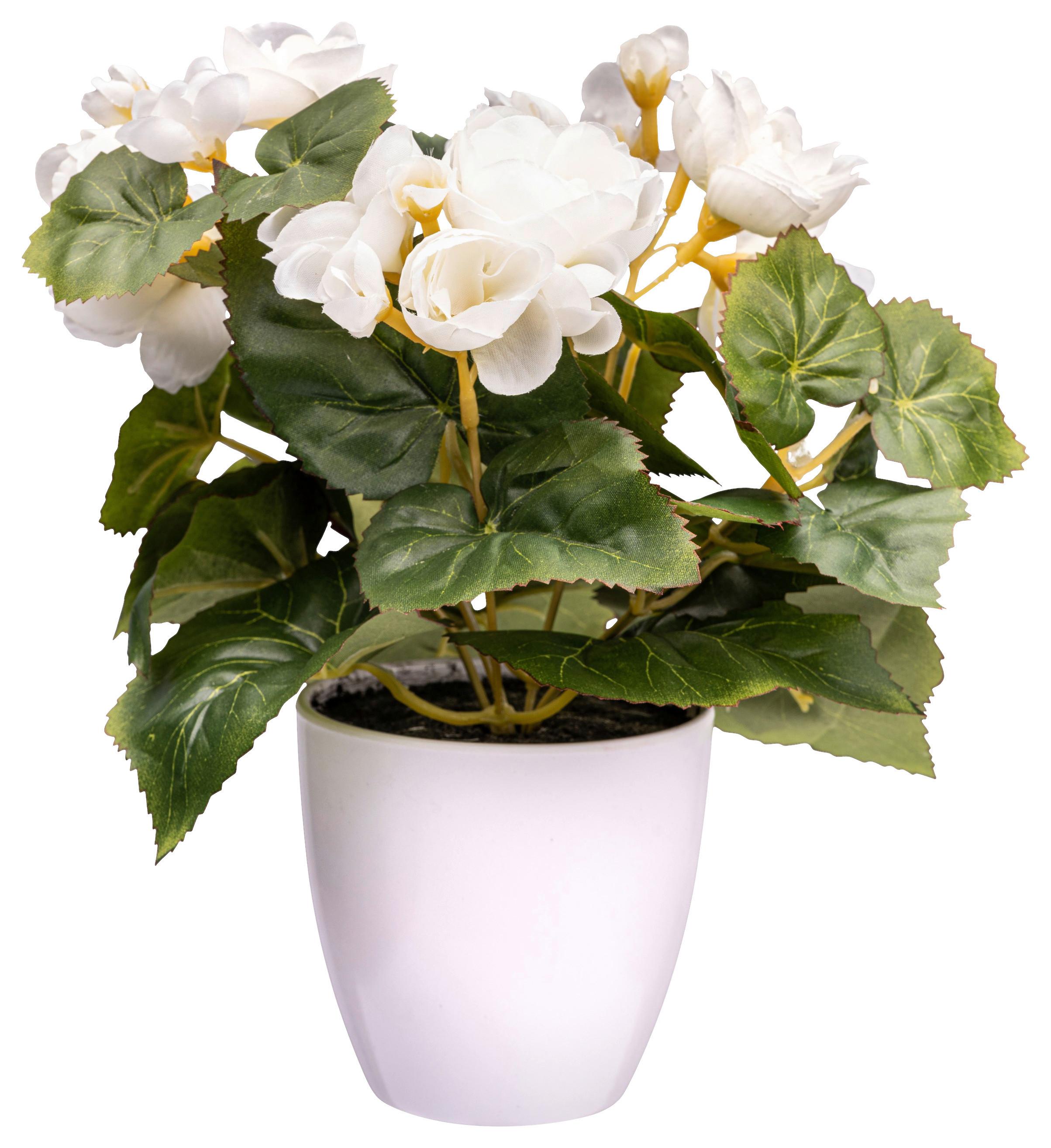 Kunstpflanze Begonienbusch I in Creme - Dunkelrosa/Creme, KONVENTIONELL, Kunststoff (24cm) - Modern Living