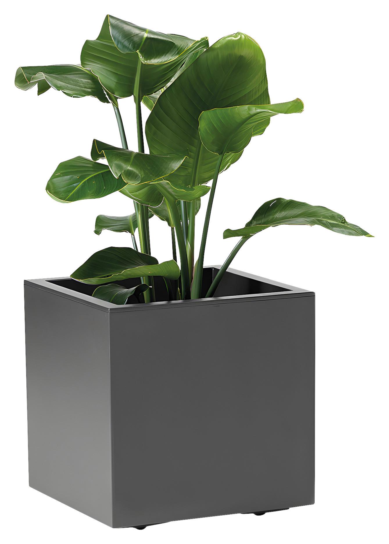 Blumenkasten Anthrazit - Anthrazit, Basics, Kunststoff (39,5/39,5/39,5cm)
