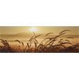 Glasbild Grass Fog, ca. 33x98x2cm - Multicolor, ROMANTIK / LANDHAUS, Glas (33/98/2cm)
