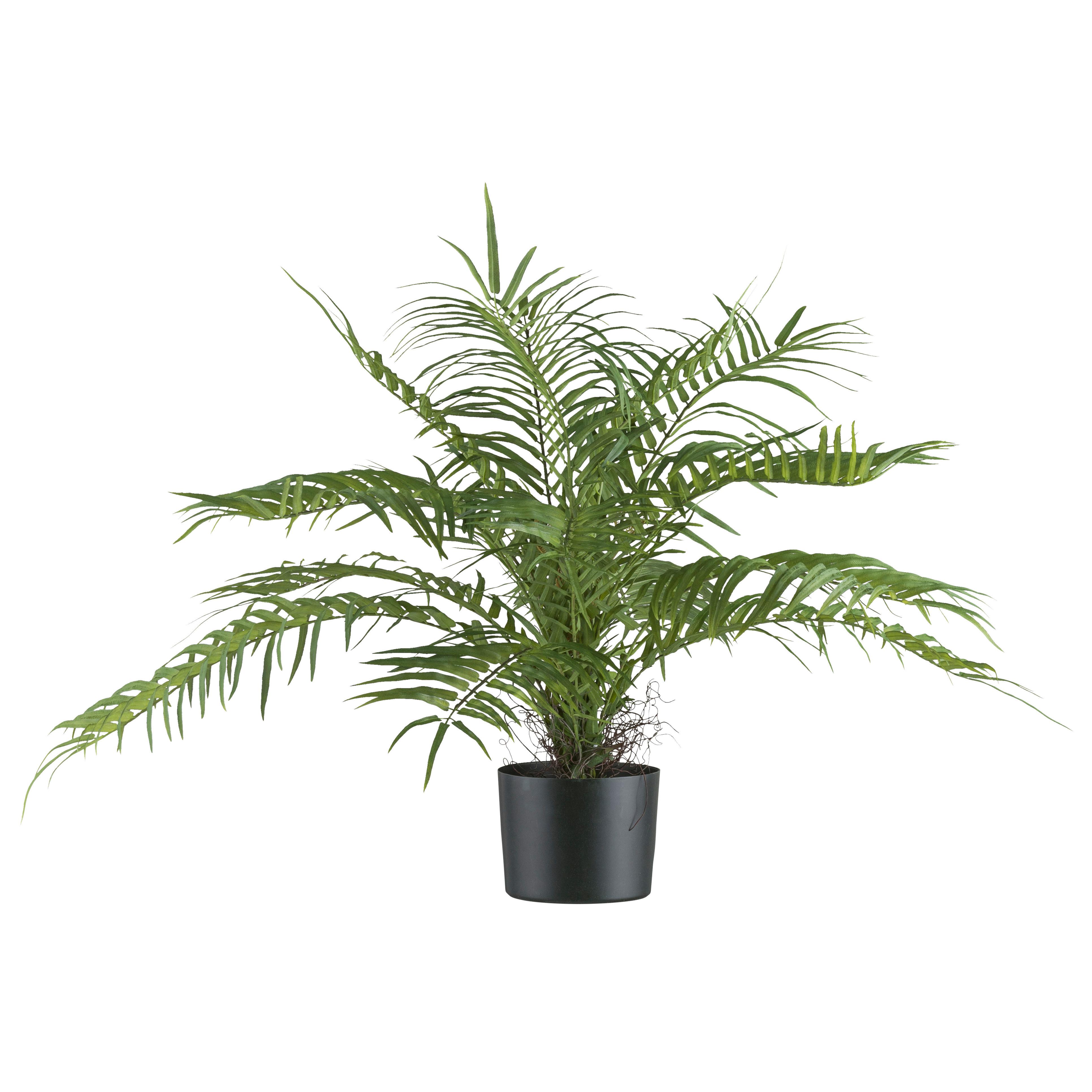 Kunstpflanze Palmen Grün/Schwarz - Schwarz/Grün, Design, Kunststoff (70cm)