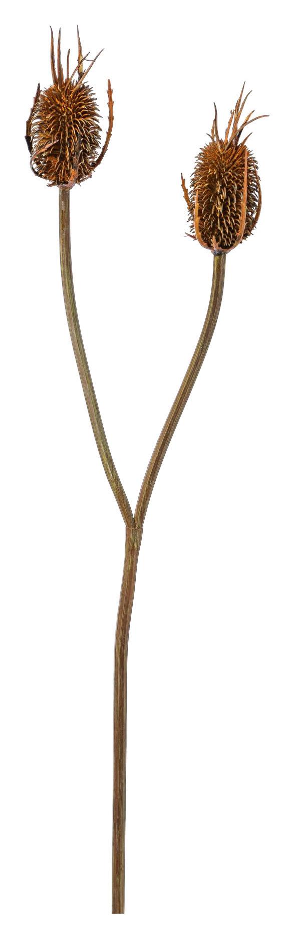 Kunstpflanze Kardendistel I - Braun, Natur, Kunststoff (80cm) - Modern Living