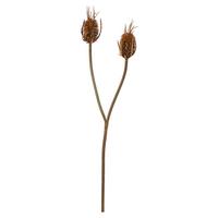 Plantă artificială KARDENDISTEL I -PAZ- - maro, Natur, plastic (80cm) - Modern Living